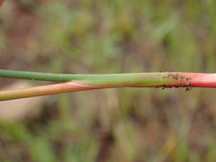 Juncus oxycarpus