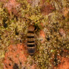 Orchesella hexfasciata