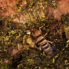 Orchesella hexfasciata