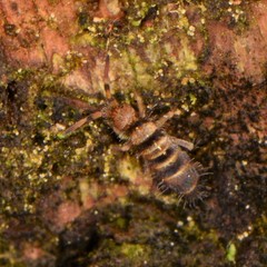 Orchesella hexfasciata