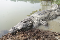 Crocodylus