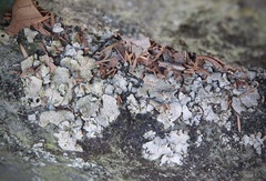 Dermatocarpon muhlenbergii