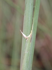 Miscanthus junceus