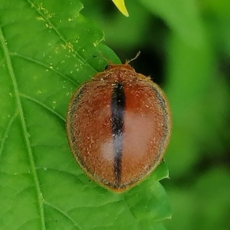Epilachna cacica photo 6
