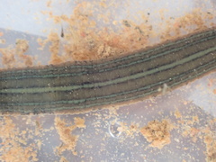 Hirudo michaelseni