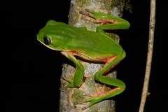 Phyllomedusa distincta