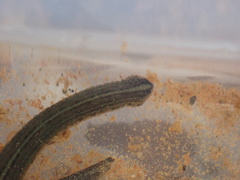 Hirudo michaelseni