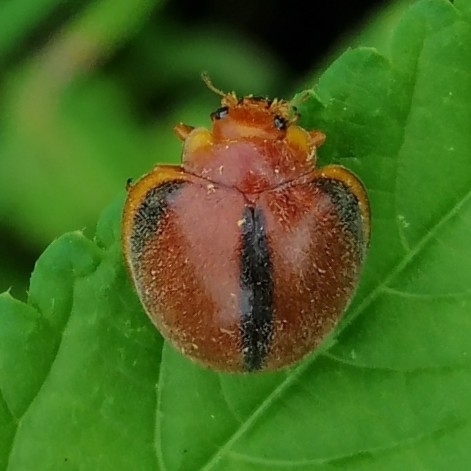 Epilachna cacica photo 5