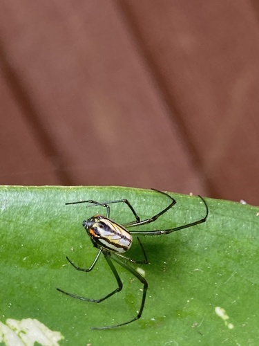 Leucauge mariana