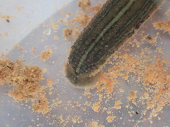 Hirudo michaelseni