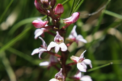Satyrium rhynchanthum