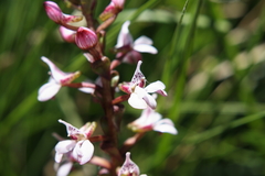 Satyrium rhynchanthum