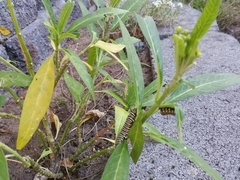 Danaus plexippus