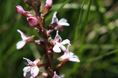 Satyrium rhynchanthum