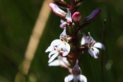 Satyrium rhynchanthum