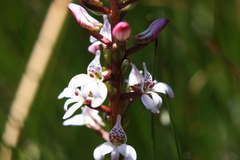 Satyrium rhynchanthum
