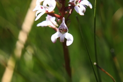 Satyrium rhynchanthum