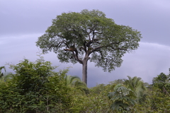 Bertholletia excelsa