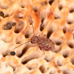 Ptenothrix marmorata