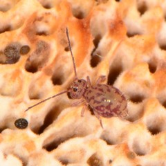 Ptenothrix marmorata