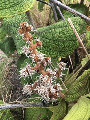 Miconia rufescens
