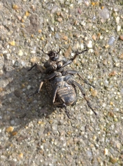 Brachycerus undatus