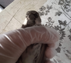 Passer domesticus