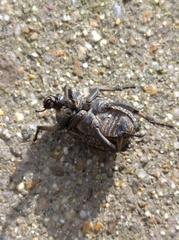 Brachycerus undatus