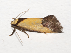 Crepidosceles exanthema