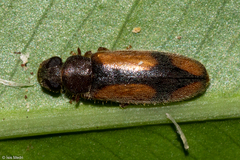 Polypria cruxrufa