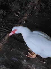 Cairina moschata domestica