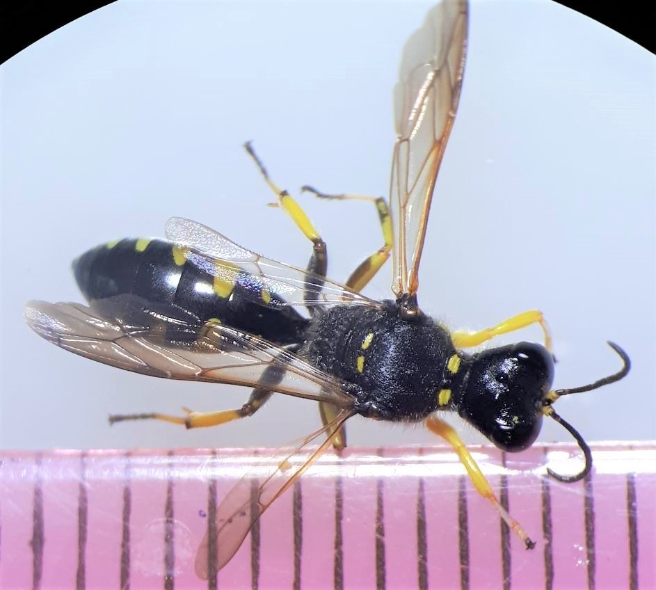 Ectemnius maculosus
