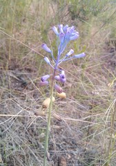 Muscari matritense