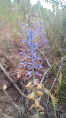 Muscari matritense