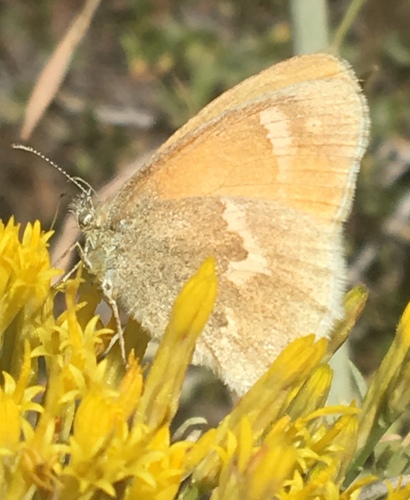 iNaturalist observation photo of Common Ringlet