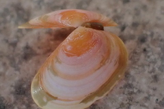 Tellina nuculoides