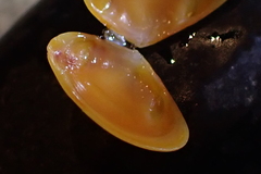 Tellina nuculoides