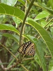 Byblia