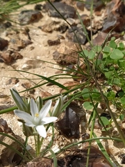 Ornithogalum trichophyllum