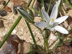 Ornithogalum trichophyllum