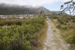 Cliffortia tridentata