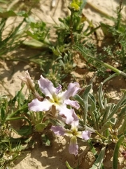 Matthiola longipetala livida