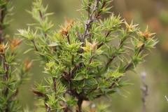 Cliffortia tridentata