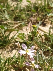 Matthiola longipetala livida