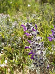 Salvia lanigera