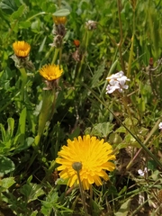 Scorzoneroides laciniata