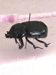 Homophileurus quadrituberculatus