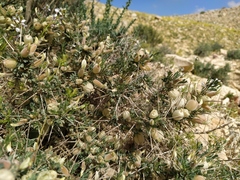 Astragalus spinosus