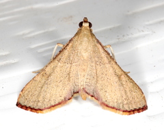 Endotricha ignealis