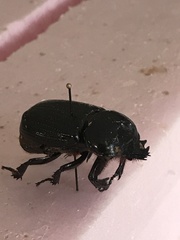 Homophileurus quadrituberculatus